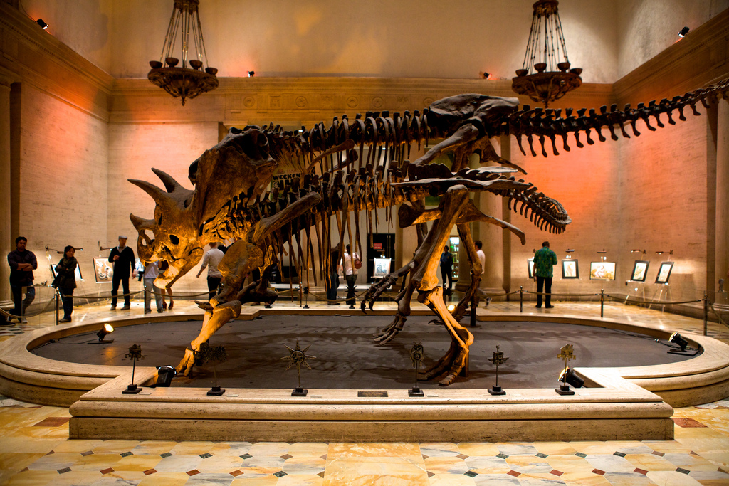 Какие музеи нужны сегодня. Музей естествознания в Нью-Йорке. Палеонтологический музей в Нью-Йорке. Музей в Нью-Йорке с динозаврами. Палеонтологический музей Лондон.